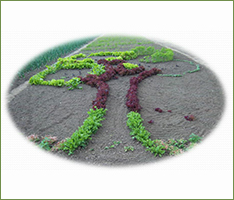 Эколого-биологический проект «Сад гурмана»